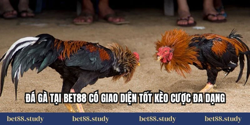 Đá gà tại BET88 có giao diện tốt kèo cược đa dạng